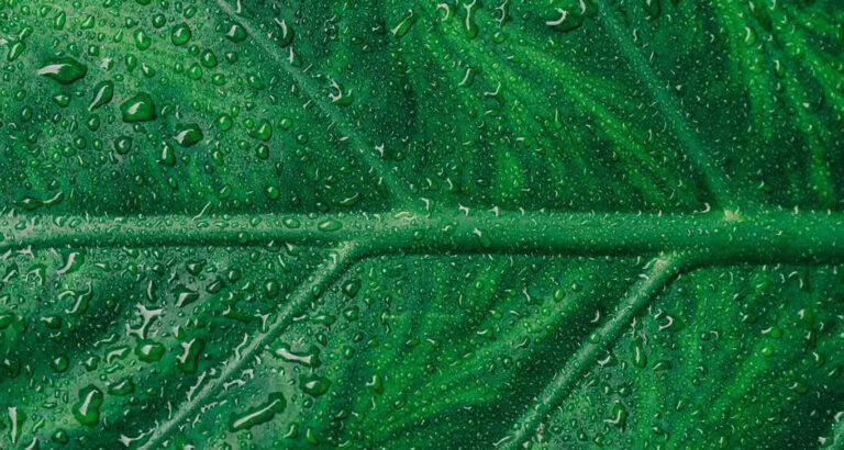 Green Coding: Developing High-Performance, Sustainable, and More Cost-Efficient Software